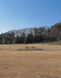 Lawn Field3